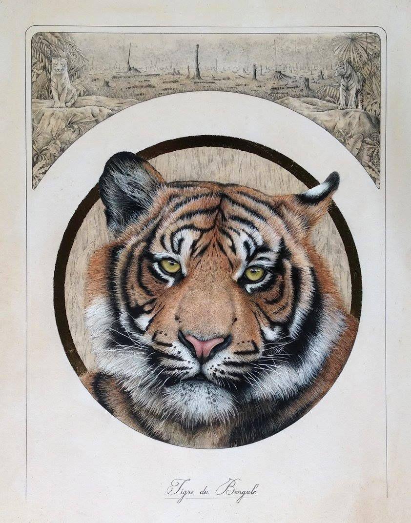 Tigre du Bengale, 40x50cm