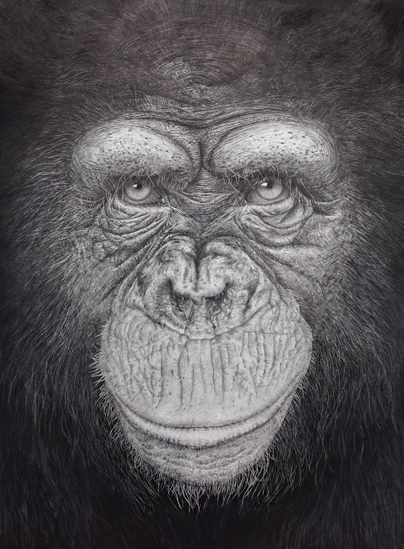 Chimpanzé, graphite et encre, 60x80cm