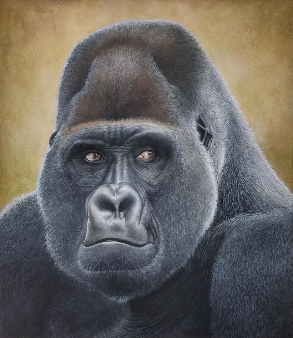 Gorille, aquarelle et gouache, 40x50cm