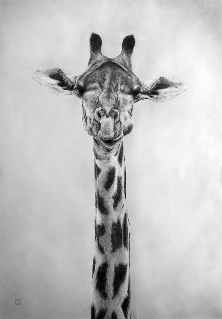 Girafe,graphite, 40x60cm