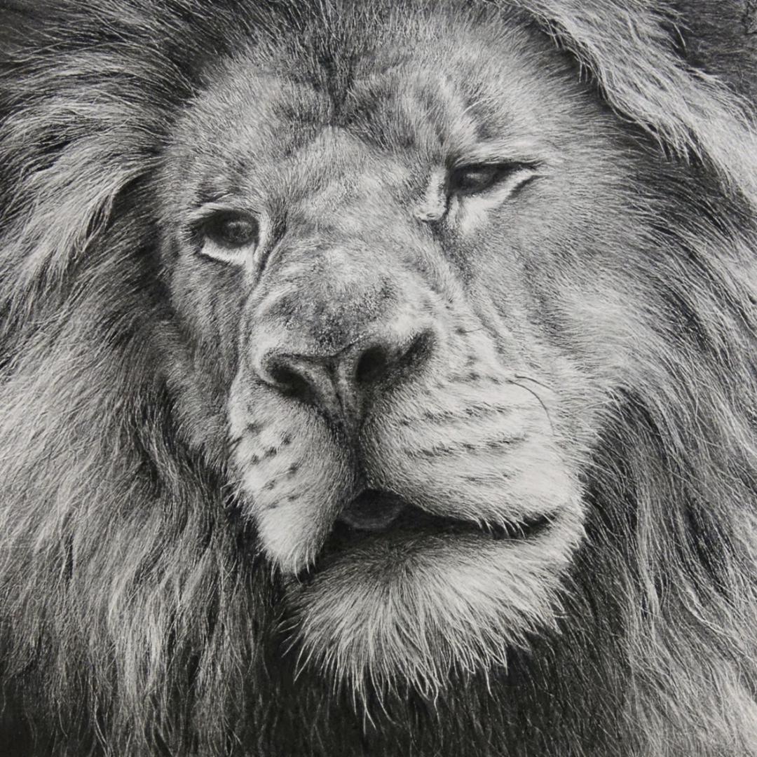 Lion, graphite, 20x20cm