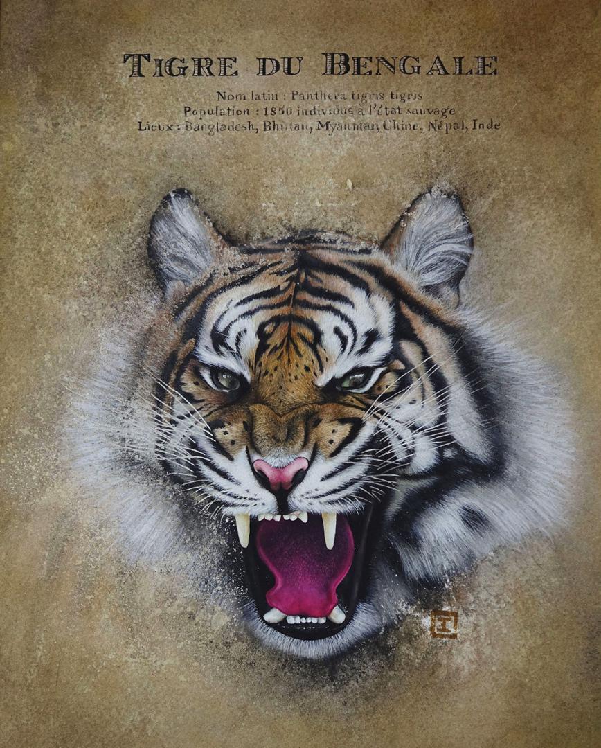 Tigre du Bengale, aquarelle et réhaut de gouache blanche, 24x32cm