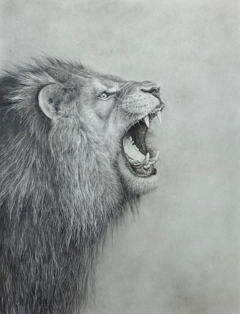 Lion, graphite et encre, 55x75cm