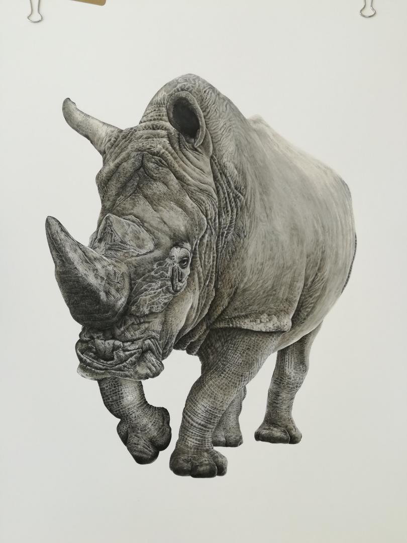 Rhinoceros, graphite et aquarelle, 55x75cm